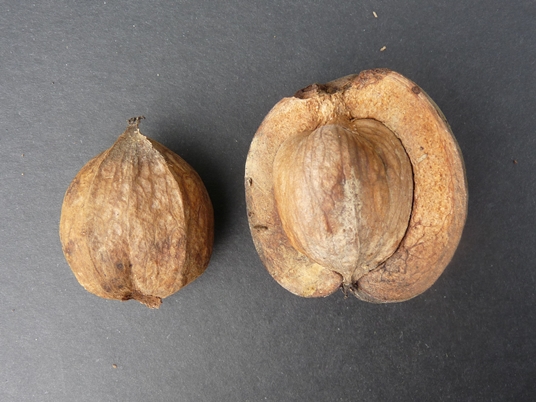 {Carya laciniosa}